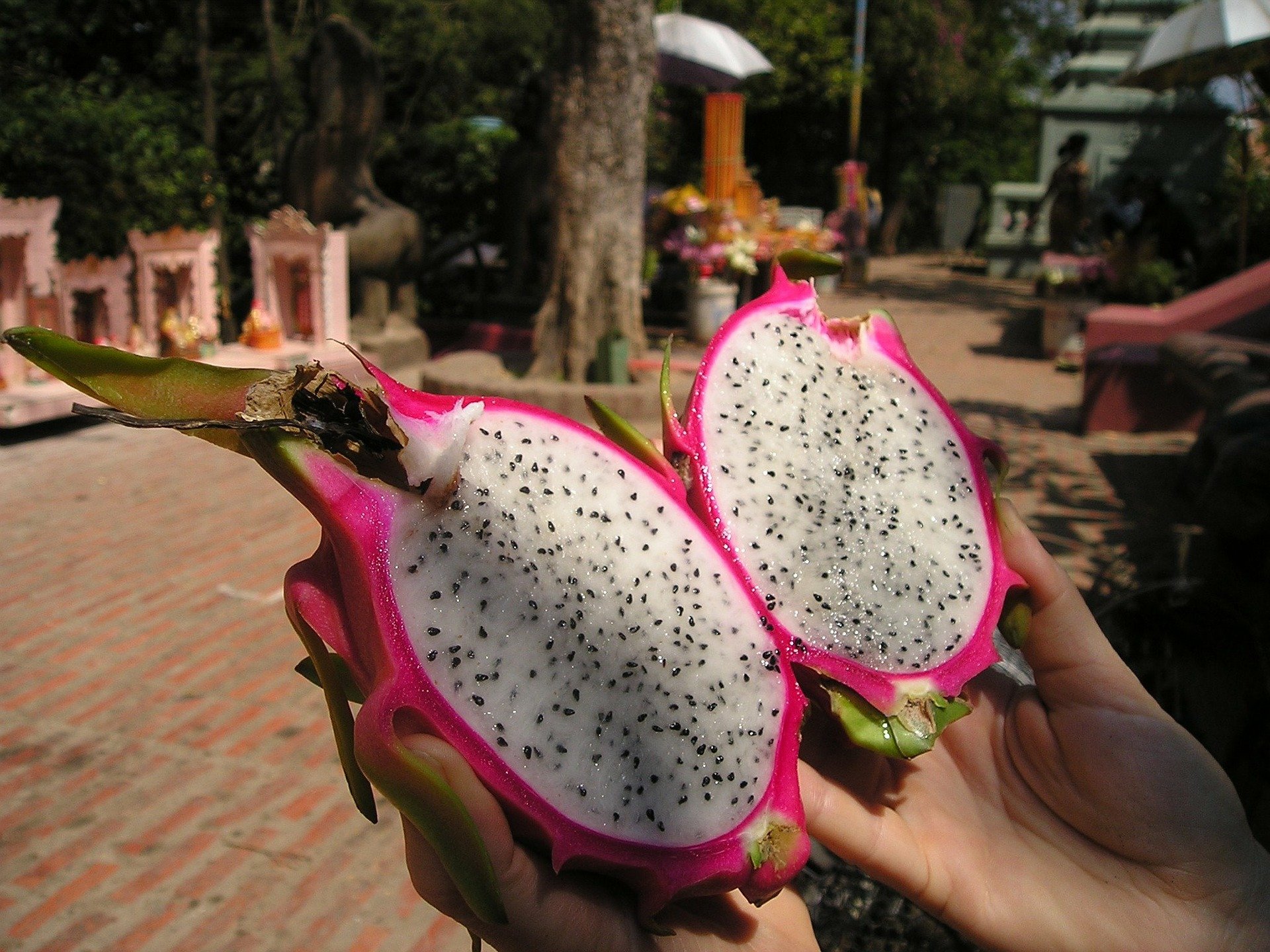 Cambogia dragon fruit