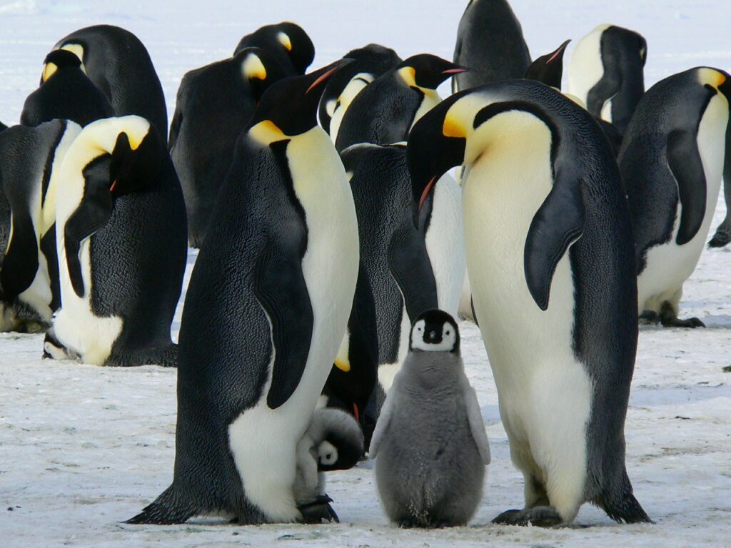 Pinguino imperatore